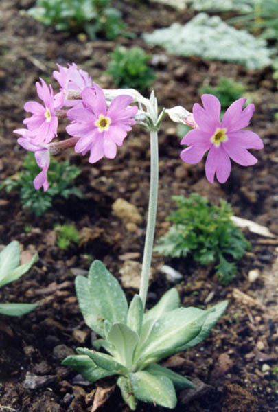 Primula halleri en fleurs sur des pelouses calcaires d'altitude dans les Alpes centrales
